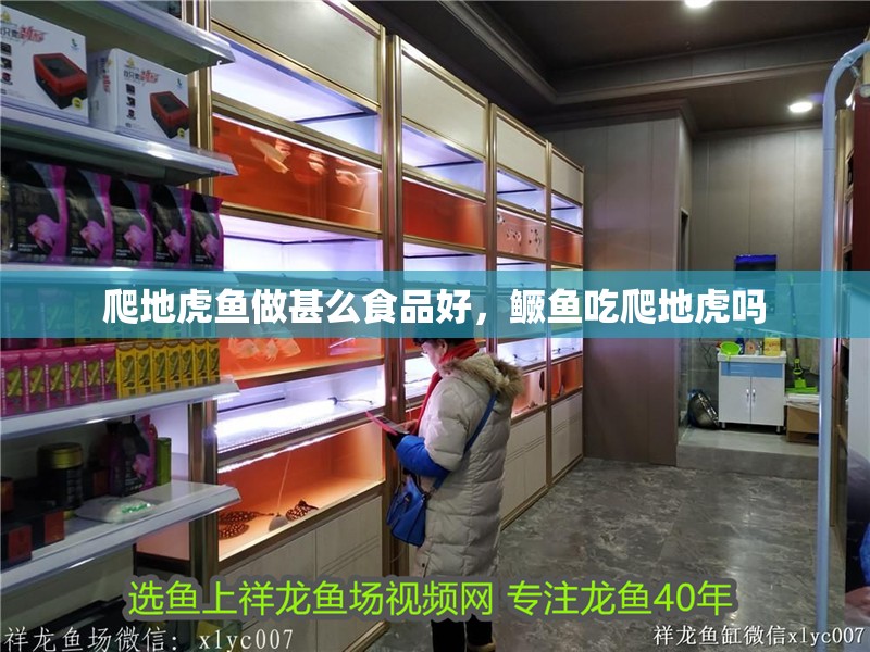 我的虎魚真菌感染了要怎么處理 爬地虎魚做甚么食品好,鱖魚吃爬地虎嗎 虎魚百科 爬地虎魚做甚么食品好,鱖魚吃爬地虎嗎 爬地虎魚做甚么食品好,鱖魚吃爬地虎嗎 虎魚百科