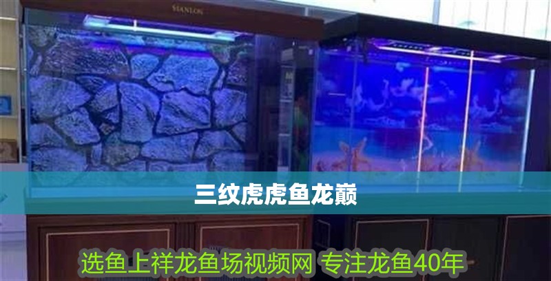 三紋虎虎魚龍巔