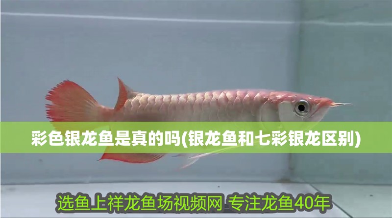 彩色銀龍魚是真的嗎(銀龍魚和七彩銀龍區別)
