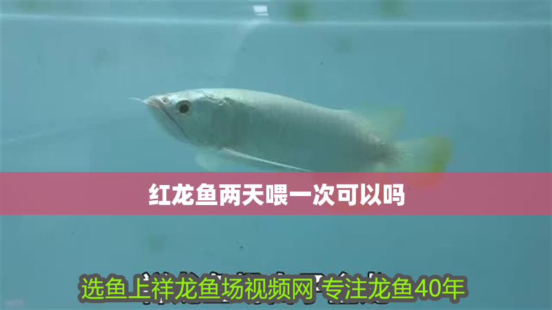 紅龍魚兩天喂一次可以嗎 紅龍魚兩天喂一次可以嗎 龍魚百科