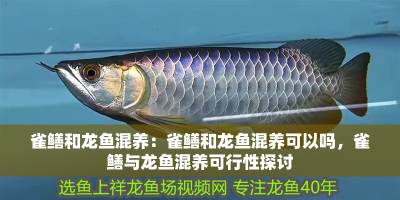 雀鱔和龍魚混養：雀鱔和龍魚混養可以嗎，雀鱔與龍魚混養可行性探討