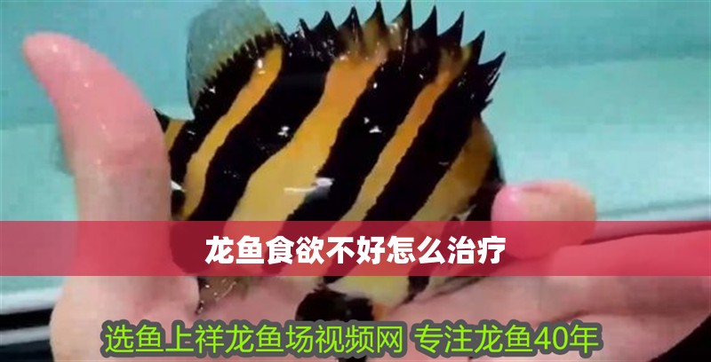 龍魚食欲不好怎么治療