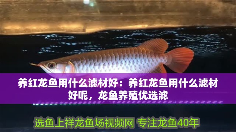 養紅龍魚用什么濾材好：養紅龍魚用什么濾材好呢，龍魚養殖優選濾 養紅龍魚用什么濾材好：養紅龍魚用什么濾材好呢，龍魚養殖優選濾 水族問答
