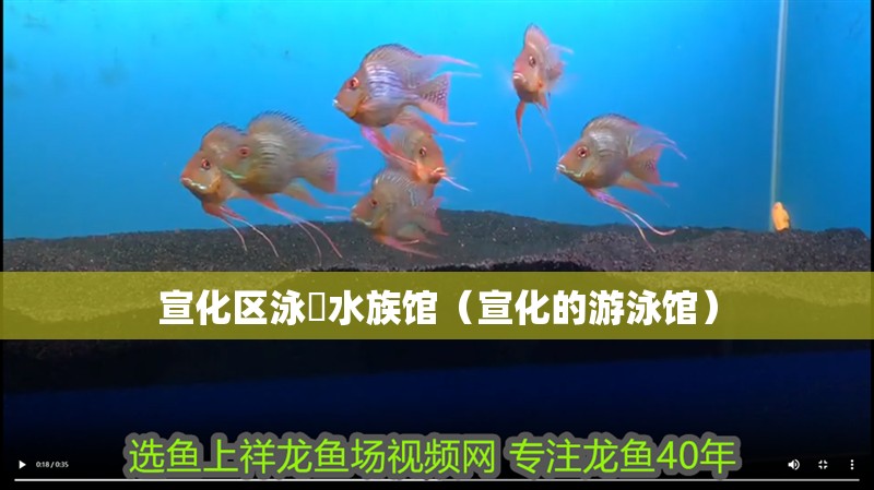 宣化區泳锜水族館（宣化的游泳館）