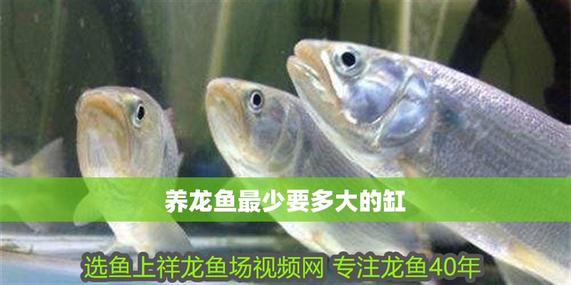 養龍魚最少要多大的缸