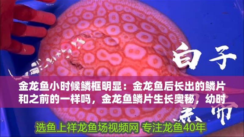 金龍魚小時候鱗框明顯：金龍魚后長出的鱗片和之前的一樣嗎，金龍魚鱗片生長奧秘，幼時鱗框與后續新