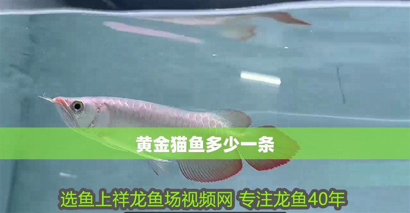 黃金貓魚多少一條