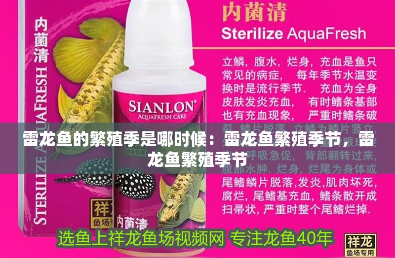 雷龍魚的繁殖季是哪時候：雷龍魚繁殖季節，雷龍魚繁殖季節