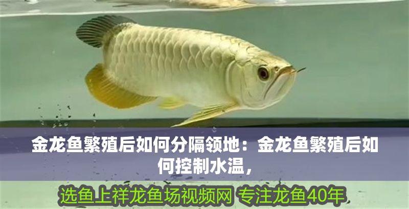 金龍魚繁殖后如何分隔領地：金龍魚繁殖后如何控制水溫，