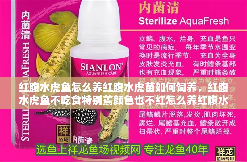 紅腹水虎魚怎么養紅腹水虎苗如何飼養，紅腹水虎魚不吃食特別蔫顏色也不紅怎么養紅腹水虎苗 紅腹水虎魚怎么養紅腹水虎苗如何飼養，紅腹水虎魚不吃食特別蔫顏色也不紅怎么養紅腹水虎苗 虎魚百科