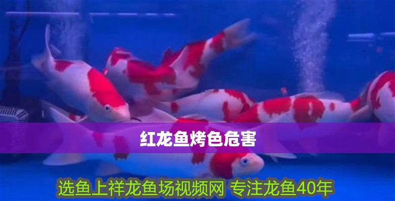 紅龍魚烤色危害