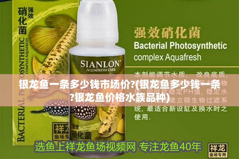 銀龍魚一條多少錢市場價?(銀龍魚多少錢一條?銀龍魚價格水族品種) 銀龍魚一條多少錢市場價?(銀龍魚多少錢一條?銀龍魚價格水族品種) 銀龍魚百科