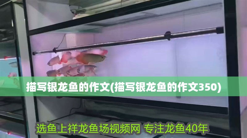描寫(xiě)銀龍魚(yú)的作文(描寫(xiě)銀龍魚(yú)的作文350)