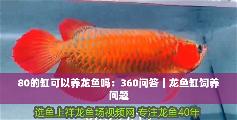 80的缸可以養龍魚嗎：360問答｜龍魚缸飼養問題