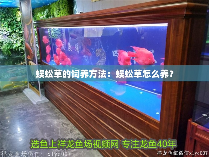 蜈蚣草的飼養方法：蜈蚣草怎么養？