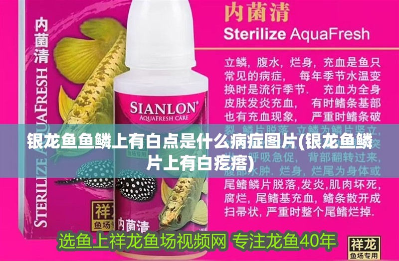 銀龍魚魚鱗上有白點是什么病癥圖片(銀龍魚鱗片上有白疙瘩)