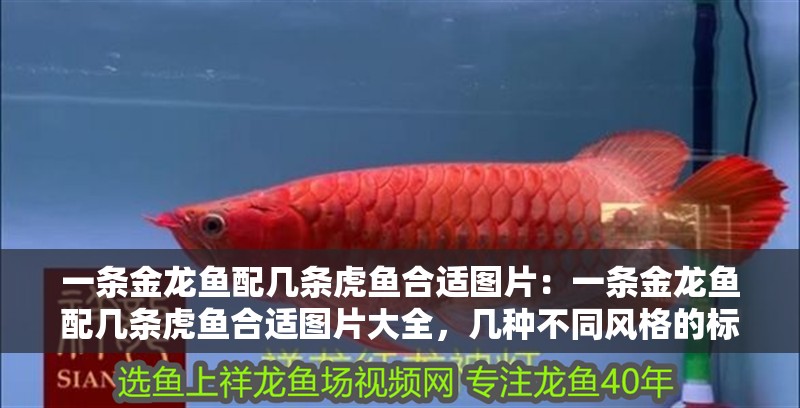 一條金龍魚配幾條虎魚合適圖片:一條金龍魚配幾條虎魚合適圖片大全,幾種不同風格的標題供你參考,,直白實用風,金龍魚與虎魚混養(yǎng)數量搭配圖鑒,趣味吸引風,揭秘!一條金龍魚該配幾條虎魚?超全圖片來襲,專業(yè)科普風,金龍魚和虎魚合理混養(yǎng) 水族問答 一條金龍魚配幾條虎魚合適圖片:一條金龍魚配幾條虎魚合適圖片大全,幾種不同風格的標題供你參考,,直白實用風,金龍魚與虎魚混養(yǎng)數量搭配圖鑒,趣味吸引風,揭秘!一條金龍魚該配幾條虎魚?超全圖片來襲,專業(yè)科普風,金龍魚和虎魚合理混養(yǎng) 一條金龍魚配幾條虎魚合適圖片:一條金龍魚配幾條虎魚合適圖片大全,幾種不同風格的標題供你參考,,直白實用風,金龍魚與虎魚混養(yǎng)數量搭配圖鑒,趣味吸引風,揭秘!一條金龍魚該配幾條虎魚?超全圖片來襲,專業(yè)科普風,金龍魚和虎魚合理混養(yǎng) 水族問答