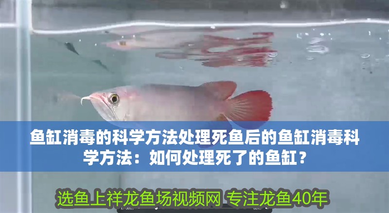 魚缸消毒的科學方法處理死魚后的魚缸消毒科學方法：如何處理死了的魚缸？