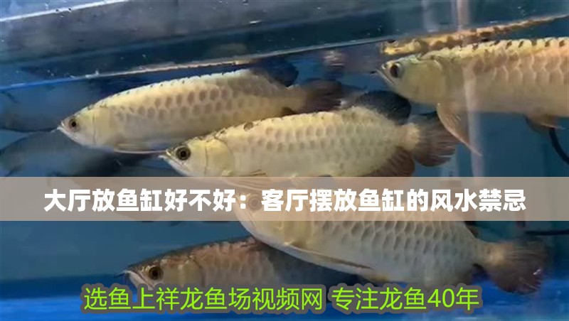大廳放魚(yú)缸好不好：客廳擺放魚(yú)缸的風(fēng)水禁忌