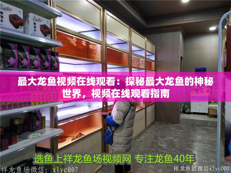 最大龍魚視頻在線觀看：探秘最大龍魚的神秘世界，視頻在線觀看指南