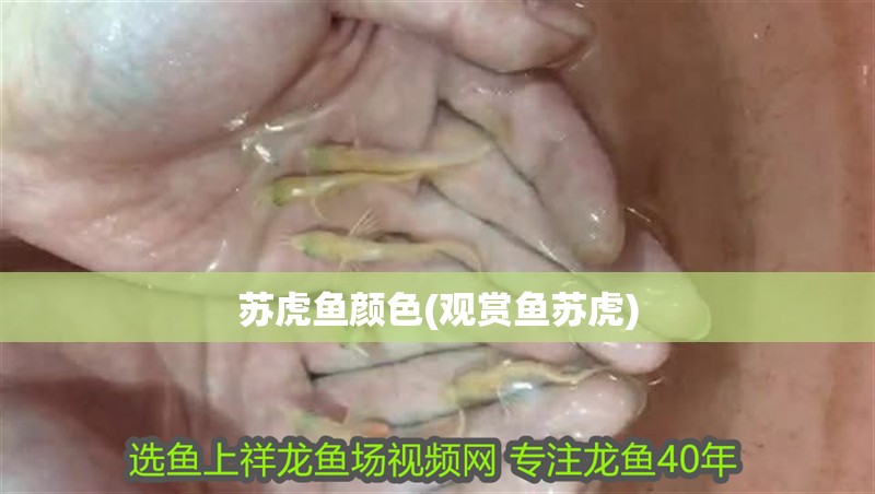 蘇虎魚顏色(觀賞魚蘇虎) 蘇虎魚顏色(觀賞魚蘇虎) 虎魚百科