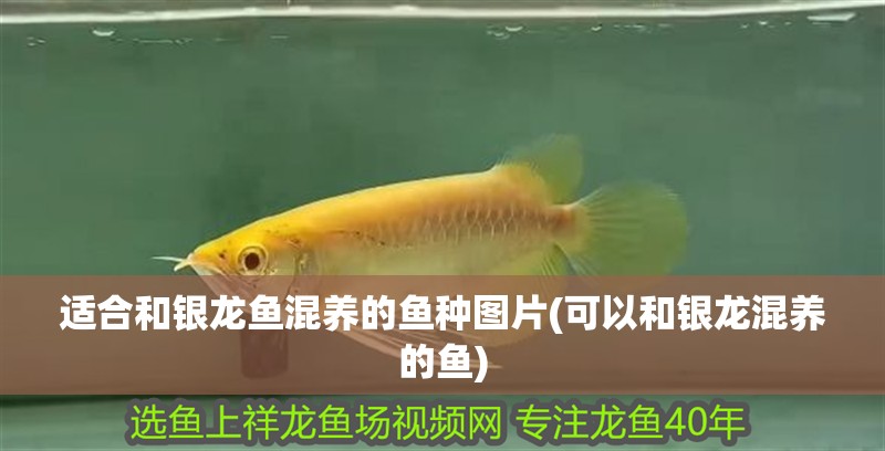 適合和銀龍魚混養的魚種圖片(可以和銀龍混養的魚)