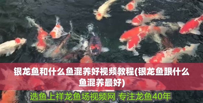 鸚鵡魚和銀龍魚混養(yǎng)怎樣喂食 銀龍魚和什么魚混養(yǎng)好視頻教程(銀龍魚跟什么魚混養(yǎng)最好) 銀龍魚百科 銀龍魚和什么魚混養(yǎng)好視頻教程(銀龍魚跟什么魚混養(yǎng)最好) 銀龍魚和什么魚混養(yǎng)好視頻教程(銀龍魚跟什么魚混養(yǎng)最好) 銀龍魚百科