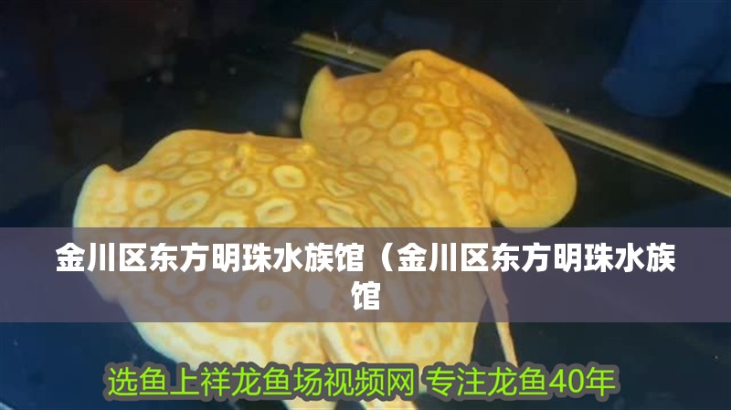 金川區東方明珠水族館（金川區東方明珠水族館