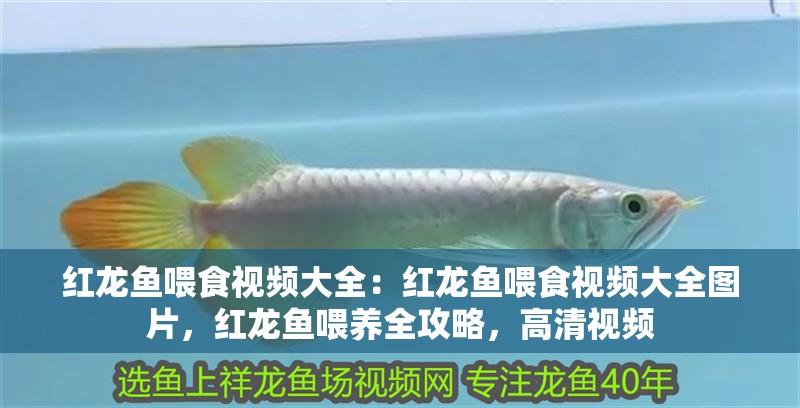 紅龍魚喂食視頻大全：紅龍魚喂食視頻大全圖片，紅龍魚喂養(yǎng)全攻略，高清視頻