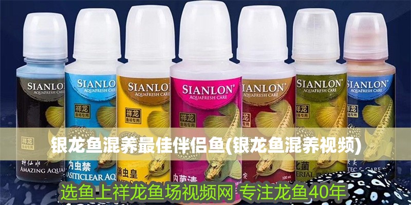 銀龍魚混養(yǎng)最佳伴侶魚(銀龍魚混養(yǎng)視頻)