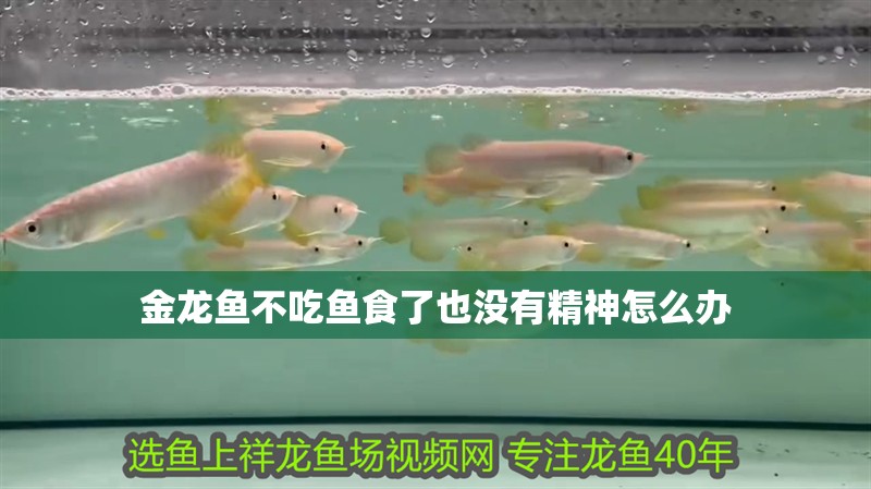 金龍魚不吃魚食了也沒有精神怎么辦