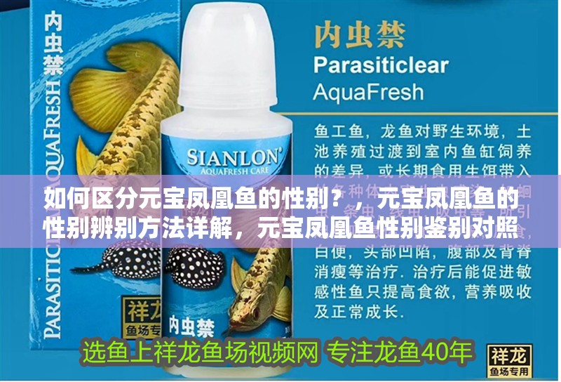 龍魚怕什么 如何區分元寶鳳凰魚的性別?,元寶鳳凰魚的性別辨別方法詳解,元寶鳳凰魚性別鑒別對照表 龍魚百科 如何區分元寶鳳凰魚的性別?,元寶鳳凰魚的性別辨別方法詳解,元寶鳳凰魚性別鑒別對照表 如何區分元寶鳳凰魚的性別?,元寶鳳凰魚的性別辨別方法詳解,元寶鳳凰魚性別鑒別對照表 龍魚百科