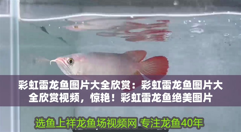 彩虹雷龍魚圖片大全欣賞:彩虹雷龍魚圖片大全欣賞視頻,驚艷!彩虹雷龍魚絕美圖片 水族問答 彩虹雷龍魚圖片大全欣賞:彩虹雷龍魚圖片大全欣賞視頻,驚艷!彩虹雷龍魚絕美圖片 彩虹雷龍魚圖片大全欣賞:彩虹雷龍魚圖片大全欣賞視頻,驚艷!彩虹雷龍魚絕美圖片 水族問答