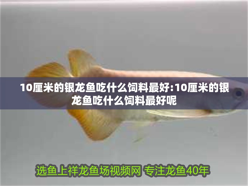 10厘米的銀龍魚吃什么飼料最好:10厘米的銀龍魚吃什么飼料最好呢