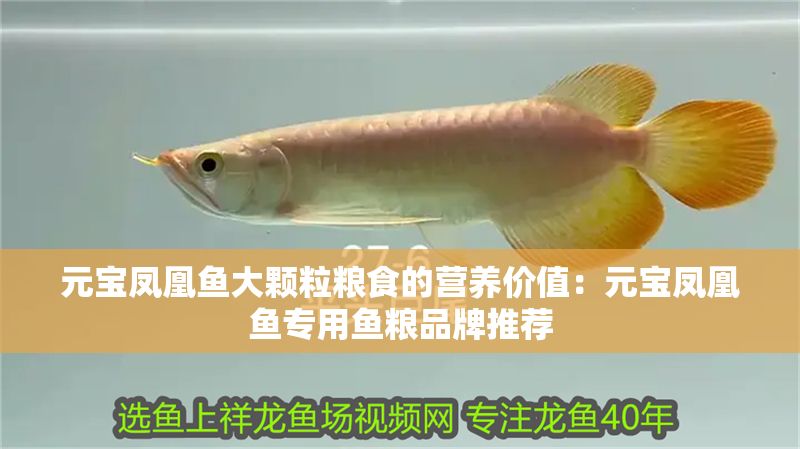 元寶鳳凰魚大顆粒糧食的營養價值：元寶鳳凰魚專用魚糧品牌推薦