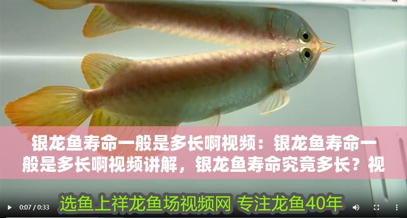 銀龍魚壽命一般是多長(zhǎng)啊視頻：銀龍魚壽命一般是多長(zhǎng)啊視頻講解，銀龍魚壽命究竟多長(zhǎng)？視頻