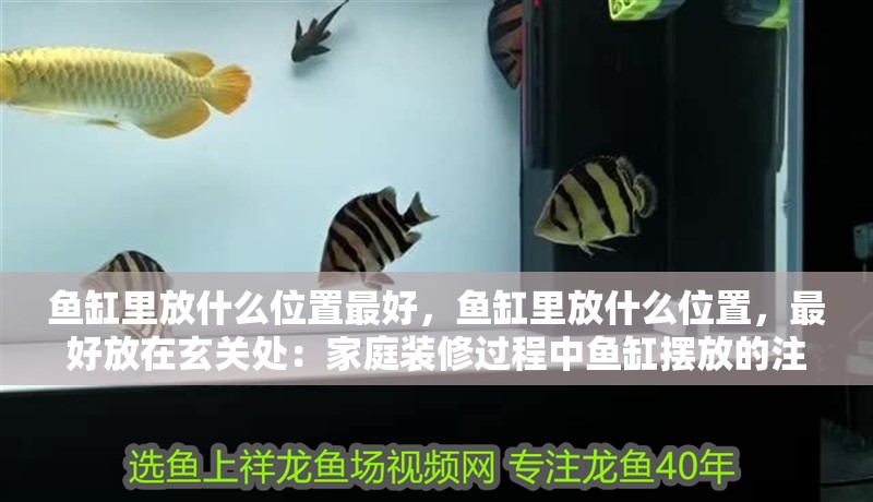 魚缸里放什么位置最好，魚缸里放什么位置，最好放在玄關處：家庭裝修過程中魚缸擺放的注意事項
