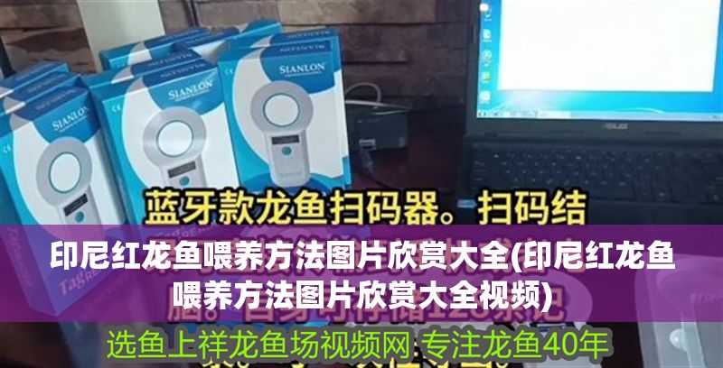 印尼紅龍魚喂養(yǎng)方法圖片欣賞大全(印尼紅龍魚喂養(yǎng)方法圖片欣賞大全視頻)