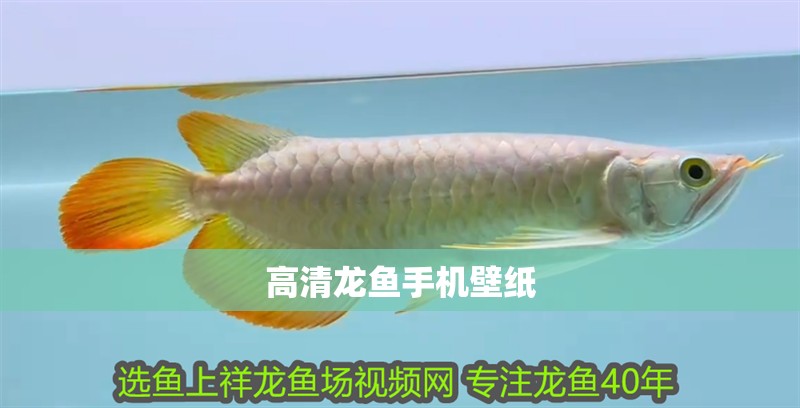 高清龍魚手機壁紙