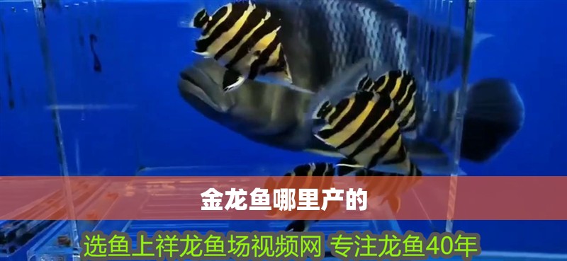 金龍魚哪里產的 金龍魚哪里產的 龍魚百科