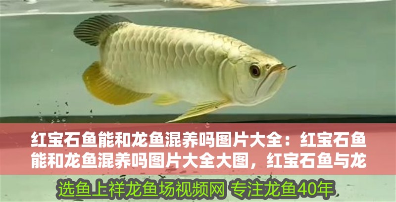 紅寶石魚能和龍魚混養嗎圖片大全:紅寶石魚能和龍魚混養嗎圖片大全大圖,紅寶石魚與龍魚混養可行性 水族問答 紅寶石魚能和龍魚混養嗎圖片大全:紅寶石魚能和龍魚混養嗎圖片大全大圖,紅寶石魚與龍魚混養可行性 紅寶石魚能和龍魚混養嗎圖片大全:紅寶石魚能和龍魚混養嗎圖片大全大圖,紅寶石魚與龍魚混養可行性 水族問答