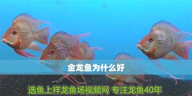 金龍魚為什么好