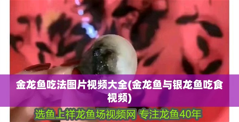 金龍魚吃法圖片視頻大全(金龍魚與銀龍魚吃食視頻)