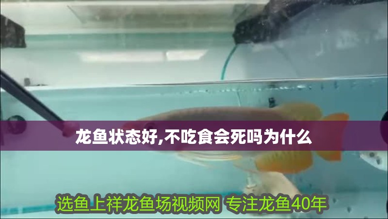 龍魚狀態好,不吃食會死嗎為什么
