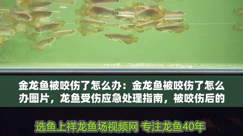 金龍魚被咬傷了怎么辦：金龍魚被咬傷了怎么辦圖片，龍魚受傷應急處理指南，被咬傷后的應對方法與