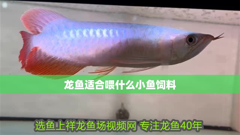 龍魚適合喂什么小魚飼料