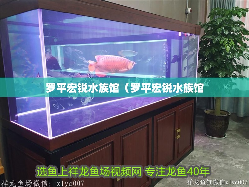 羅平宏銳水族館（羅平宏銳水族館 羅平宏銳水族館（羅平宏銳水族館 全國水族館企業(yè)名錄 第2張