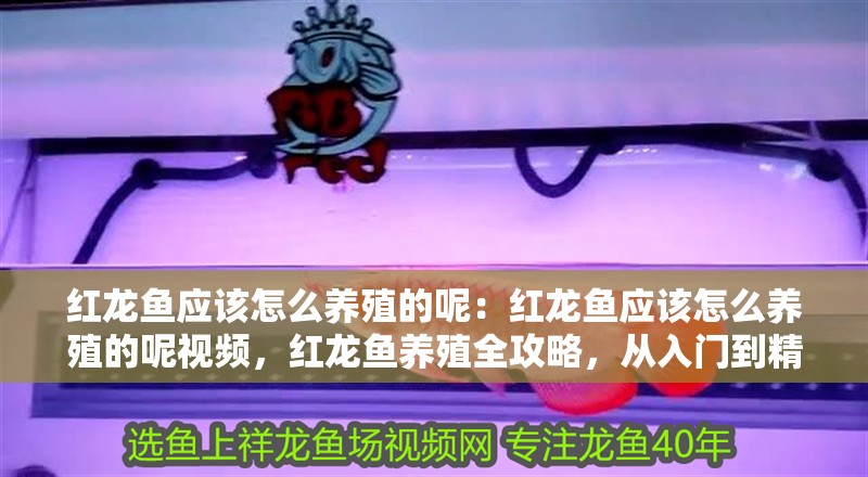 紅龍魚應該怎么養殖的呢：紅龍魚應該怎么養殖的呢視頻，紅龍魚養殖全攻略，從入門到精通的視頻指南 紅龍魚應該怎么養殖的呢：紅龍魚應該怎么養殖的呢視頻，紅龍魚養殖全攻略，從入門到精通的視頻指南 水族問答