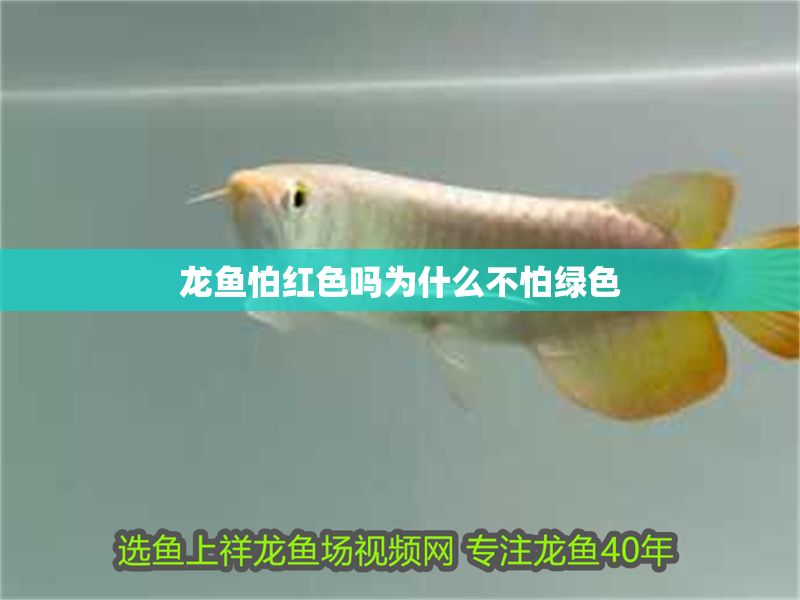 龍魚怕紅色嗎為什么不怕綠色