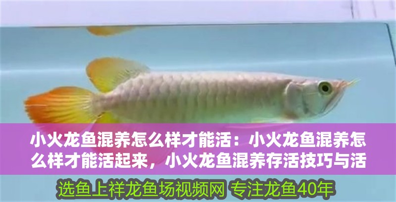 小火龍魚混養(yǎng)怎么樣才能活：小火龍魚混養(yǎng)怎么樣才能活起來，小火龍魚混養(yǎng)存活技巧與活力